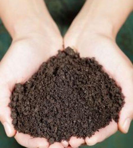 the-best-compost-for-your-vegetable-gard